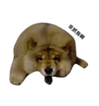 Chow Chow 1（個別スタンプ：5）