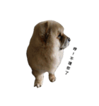 Chow Chow 1（個別スタンプ：6）