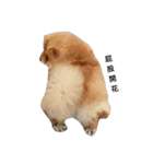 Chow Chow 1（個別スタンプ：8）