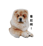 Chow Chow 1（個別スタンプ：10）