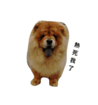 Chow Chow 1（個別スタンプ：11）