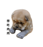 Chow Chow 1（個別スタンプ：12）