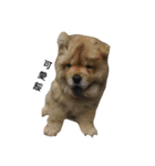 Chow Chow 1（個別スタンプ：13）