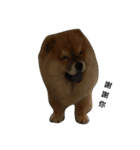 Chow Chow 1（個別スタンプ：14）