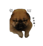 Chow Chow 1（個別スタンプ：15）