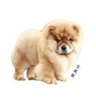 Chow Chow 1（個別スタンプ：16）