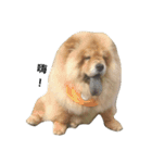 Chow Chow 1（個別スタンプ：17）