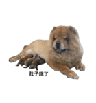 Chow Chow 1（個別スタンプ：19）