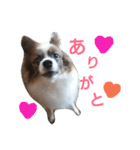 犬のチェリーちゃん（個別スタンプ：1）