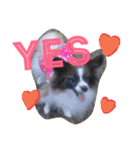 犬のチェリーちゃん（個別スタンプ：3）
