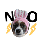 犬のチェリーちゃん（個別スタンプ：4）