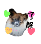 犬のチェリーちゃん（個別スタンプ：6）