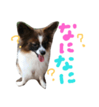 犬のチェリーちゃん（個別スタンプ：9）