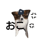 犬のチェリーちゃん（個別スタンプ：10）