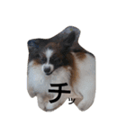 犬のチェリーちゃん（個別スタンプ：11）