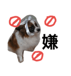 犬のチェリーちゃん（個別スタンプ：12）