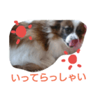 犬のチェリーちゃん（個別スタンプ：15）