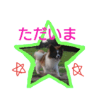 犬のチェリーちゃん（個別スタンプ：16）