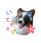犬のチェリーちゃん（個別スタンプ：17）