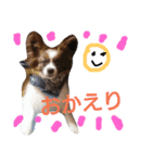 犬のチェリーちゃん（個別スタンプ：18）