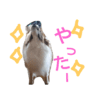 犬のチェリーちゃん（個別スタンプ：22）