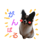 犬のチェリーちゃん（個別スタンプ：23）