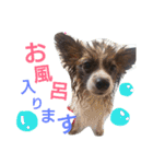 犬のチェリーちゃん（個別スタンプ：27）