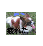 犬のチェリーちゃん（個別スタンプ：29）