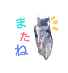 犬のチェリーちゃん（個別スタンプ：30）