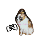 犬のチェリーちゃん（個別スタンプ：31）