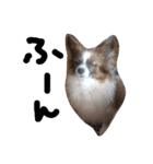 犬のチェリーちゃん（個別スタンプ：32）