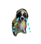 犬のチェリーちゃん（個別スタンプ：33）