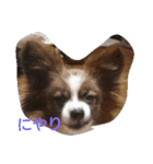 犬のチェリーちゃん（個別スタンプ：34）