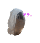 犬のチェリーちゃん（個別スタンプ：36）