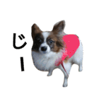 犬のチェリーちゃん（個別スタンプ：37）