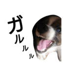 犬のチェリーちゃん（個別スタンプ：38）