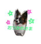 犬のチェリーちゃん（個別スタンプ：39）