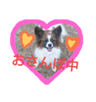 犬のチェリーちゃん（個別スタンプ：40）