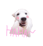 Dekdee dog dog（個別スタンプ：1）