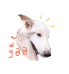 Dekdee dog dog（個別スタンプ：2）