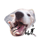 Dekdee dog dog（個別スタンプ：4）