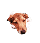 MILEY ！（個別スタンプ：1）