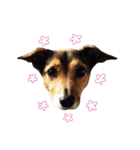 MILEY ！（個別スタンプ：7）