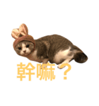 cute cat cute cat cat（個別スタンプ：4）