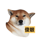 shibainu TAKO（個別スタンプ：1）