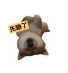shibainu TAKO（個別スタンプ：2）