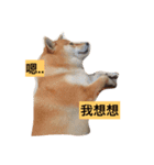 shibainu TAKO（個別スタンプ：3）
