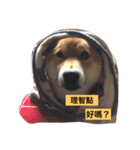 shibainu TAKO（個別スタンプ：4）