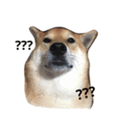 shibainu TAKO（個別スタンプ：5）