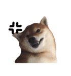 shibainu TAKO（個別スタンプ：6）